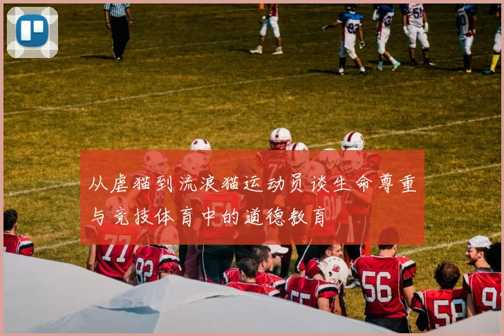 从虐猫到流浪猫运动员谈生命尊重与竞技体育中的道德教育